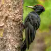 Woodpecker and Birds - Single album lyrics, reviews, download