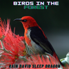 Bird Sound - Rain David Sleep Dragon
