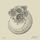Echo of a Rose