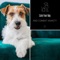 Sleepy Dog - Relax My Dog lyrics