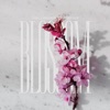 Blossom - Single