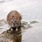 Giant Russian Rat Attacks Cats - 30 Minutes Of Heaven lyrics