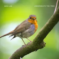 Underneath the Tree - Single by Bird Lab album reviews, ratings, credits