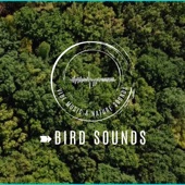 Bird Sounds artwork
