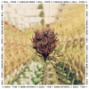 Tangled Webs - Single