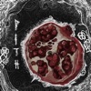 Pith - EP