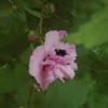 Softly - Single