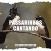 Passarinhos Cantando