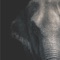 Elephant Room - Bang Safari lyrics
