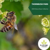 Thornbush Park - 2020 Nature Music Collection artwork