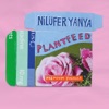 Plant Feed - Single