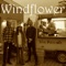 Panic Room - Windflower lyrics