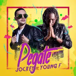 Pegate - Single - Young F Pegate - Single - Young F