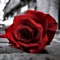 Dragone but Not Forgotten - Pureverb lyrics