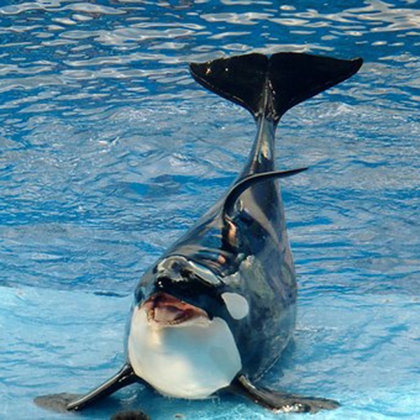 Hallo from a Killer Whale (Ciao da una orca assassina)