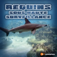 Télécharger Requins sous haute surveillance Episode 1