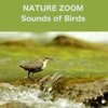 Sounds of Birds