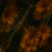 Sunflower Lullabies by MAYA LUCIA