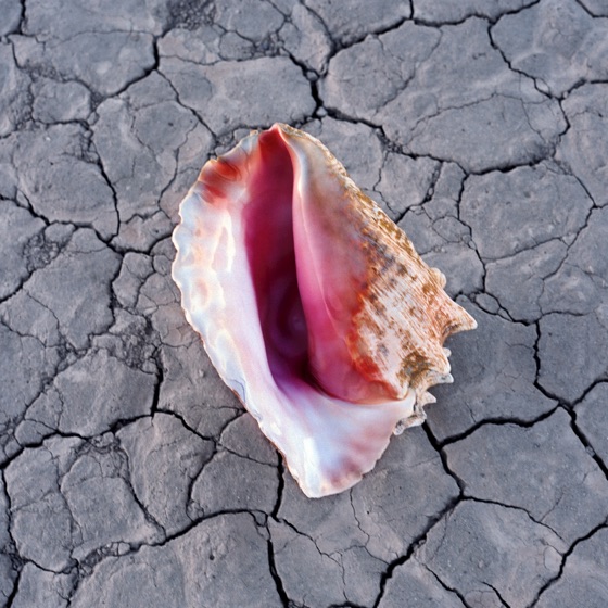 Cover artwork for Rut