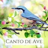 Canto de Ave - Sonido de Aves Silvestres en el Bosque, Canciones Suaves - Naturaleza & Armonia Florez