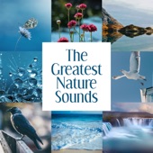 The Greatest Nature Sounds: Relaxation Ambient Music, Healing Rain, Calming Ocean Waves for Deep Sleep, Singing Birds & Whispering Wind for Meditation artwork