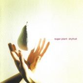 Sugar Plant - indigo