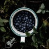 Blueberry - Single