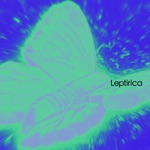 Leptirica - Imago