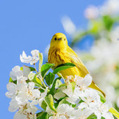 Harmonious Tropical Bird Sounds - Bird Sounds
