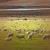 Stream & download Relaxing Sounds of Sheep Baaing with Nature Sounds for Peaceful Sleep - Single