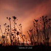 Seeds of Love - Single