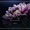 A suivre : Nari, Steve Tosi - Crush (Millenium FM Mix)