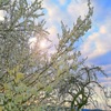 Fruehlingserwachen (ID 1380) - Single