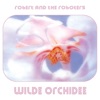 Wilde Orchidee