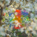 Teenage Birdsong - Four Tet