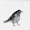 Dawn Chorus by Cosmo Sheldrake