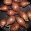 Fried Shallots - EP