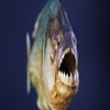 Varias Piranhas - Single
