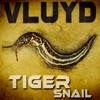 Tiger Snail