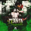 Planta Sagrada - Single album lyrics, reviews, download