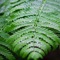 Gentle Rain Under Umbrella - Chill Machine lyrics
