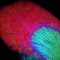 Green Baret - YRB Supreme lyrics