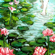 Water Lily - Asokah