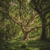 Ancient Forests
