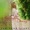 AaLeah Downs - For Your Glory