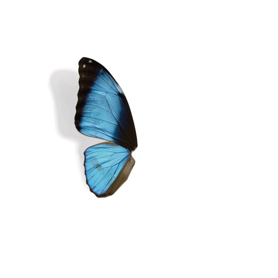 Cover artwork for Roam with You
