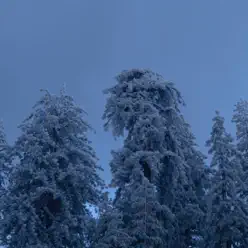 12.25.16 [Untitled Christmas Song] - Single - Crywolf