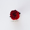 Rose Petals - EP
