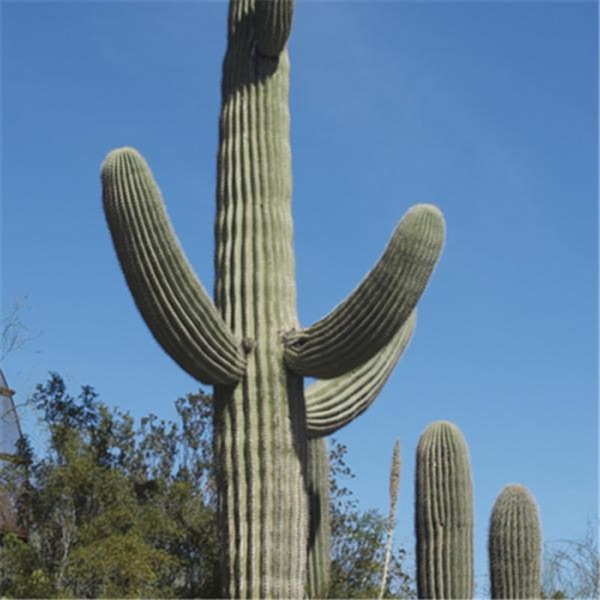Save Arizona cover
