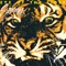 Eye of the Tiger - Survivor lyrics